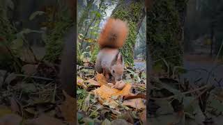 Starcie wiewiórek😉🐿🌰 #shorts #wiewiórki #redsquirrel #wintertime #squirrel #sweetanimals #wiewiórka