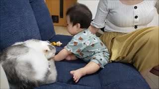 プチギレ？子供に優しい白モフ猫が０歳児をカプッ！！