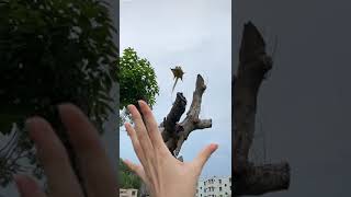 A flying squirrel flies up and lands on your hand.sugar glider.#shorts