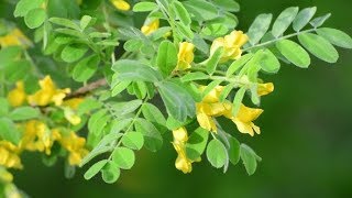 Caragana Arborescens or Yellow Acacia | Stock Footage - Videohive