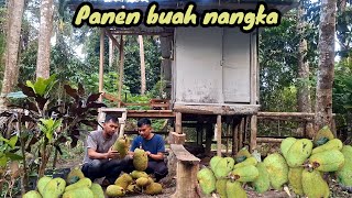 Akhirnya bisa panen juga buah nangka_ di kebun ahmad alam desa.