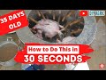 Chicken Feather Plucking 30 Seconds | How Hot Should Scalding Water Be | Chicken Processing Machine