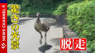 【まさか】白昼の動物園で「脱走」　”飛べない鳥”が園内を走り回る＜NEWS CH.4＞