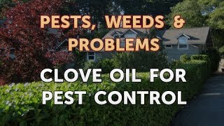 Clove Oil for Pest Control