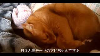 甘えん坊♪隣で寝ているアビちゃんとお洋服の上で寝ているみい太♪　猫　アビシニアン　マンチカン　キジトラ　cat　20200322