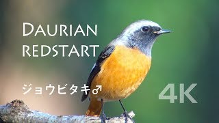 野鳥撮影・ 野鳥動画・ジョウビタキの鳴き声 4K