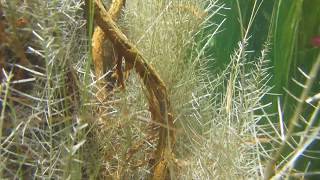 Underwater of Billabong - Southern New Guinea