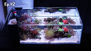 Update on my 35L (9g) nano reef aquarium | Ep.42