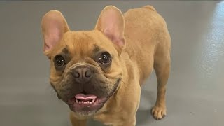 Why dognappers target French bulldogs: The News4 Rundown | NBC4 Washington