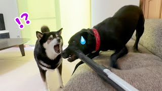 【大騒ぎ】柴犬とラブラドールのお掃除はハプニングの連続？！