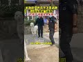 羊驼偷跑上街狂奔神走位避车躲人。一只羊驼“越狱”满大街乱跑，饲养员狂追几条街也没抓住，有人报警后，警察开警车去围堵，几名热心市民也参加抓捕行动，最终将羊驼抓回。