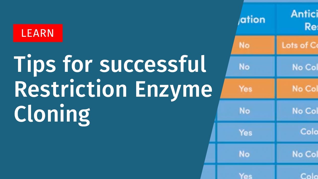 Tips For Successful Restriction Enzyme Cloning - YouTube