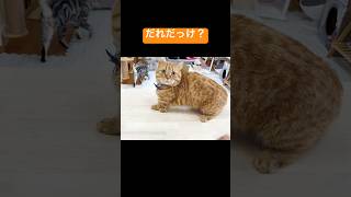 【悲報】飼い主のことを一瞬忘れた猫 #猫 #マンチカン #shorts