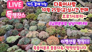 [LIVE]# 다육이사랑 010 6301 7814/고급분포함 묵둥이 창다육 플분다육/파격가세일 카드결제가능