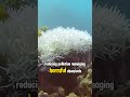 you need to know the dangers of coral reef bleaching realorfake coral reefs bleaching dangers