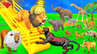 जादुई सीढ़ी और जंगल का राजा शेर Magical Staircase Jungle Ka Raja Sher Aur Kaala Cheetah Moral Story