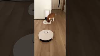 ロボット掃除機は猫のおもちゃ