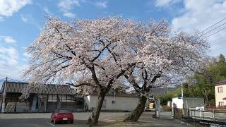 令和2年3月28日(土)　藤岡市の桜です