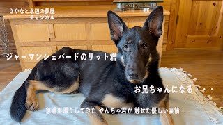 ジャーマンシェパードのリット君 お兄ちゃんに・・・German Shepherd Lit becomes a big brother