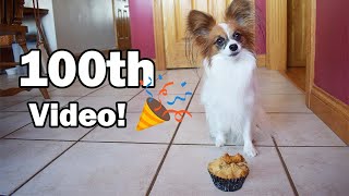 Our 100th Video! // Percy the Papillon Dog