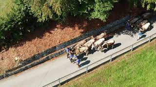 Alpabfahrt in Seewis im Prättigau