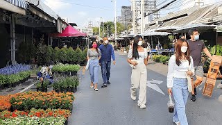 Walking in Chatuchak Plant Market Bangkok 🇹🇭 Thailand 4K