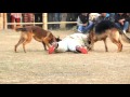 Highly Trained German Shepherds Paraded At Manipur Dog Show