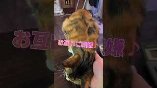 愛猫に見つめられたから呼んでみると…！#猫#cat #shorts