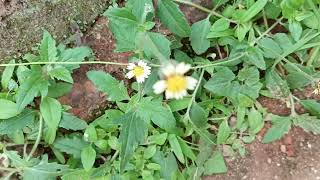 Shaggy soldier flower