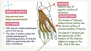 Muscle Of The Dorsum Of The Foot | Origin | Insertion | Nerve Supply | Action