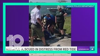 Manatee distressed from red tide rescued by Sarasota County crews