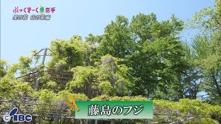 ぶっくまーく岩手　＃１３５「フジ」岩手県一戸町　【里の花山の花編】