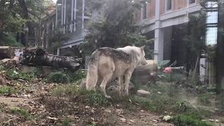 Eastern Timber Wolf