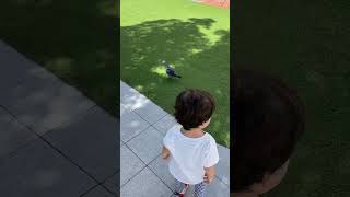 鳩を追いかける男の子