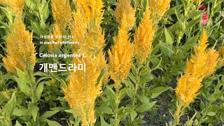 개맨드라미 Celosia argentea 야생화를 찾아서(314) in search of wildflowers  둔산대공원 Dunsandae Park