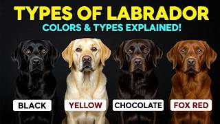 Different Types of Labrador Dogs – Which One Is Best for You?