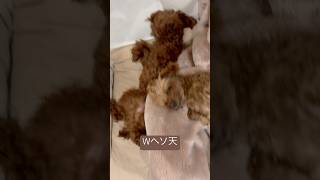 睡眠は充分取れていますw#トイプードル #toypoodle #犬 #可愛い #犬のいる生活 #愛犬 #癒し #shorts