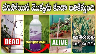 Hydrogen peroxide uses in Agriculture || వ్యవసాయ రంగంలో ఇది ఒక సంజీవని || TFS Sagubadi #suryabhaskar