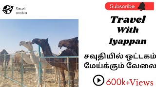 🇸🇦சவுதி அரேபியாவில் 🇸🇦 ஒட்டகம்🐪 மேய்க்கும்🐫வேலை😰எப்படி இருக்கும்🤔தெரியுமா😱#Travelwithiyappan #camel