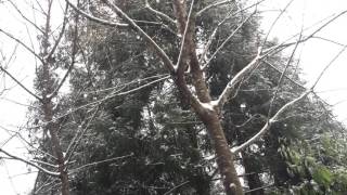 Snow in Taiwan (南庄向天湖）1050124