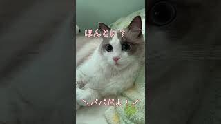 パパが帰宅した時パパの知らない現実がある#猫 #cat #shorts