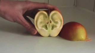 Genetically modified apple