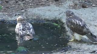 Baby Red-tailed Hawks take the bath @ High Park