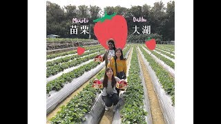 20180127-苗栗草莓行Strawberry Plucking