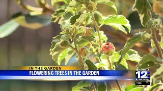 In The Garden: Flowering trees in the garden