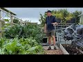 The very good, bad and very bad | allotment tour in July