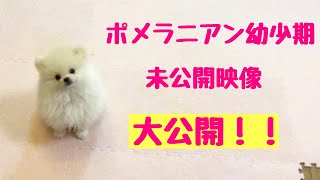 【初公開】生後6ヶ月を記念してポメラニアンまめの幼少期を振り返ってみた！