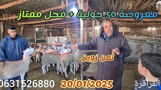 ضيعة مصطفى جهة سطات تقدم 50 #حولية🐑 + فحل🐏 ممتاز فيها ثمن زوين بتاريخ 20/01/2025