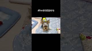 怒るミライくん #ヨーキー #ヨークシャーテリア #子犬 #yorkie #癒し #怒ってる #shorts