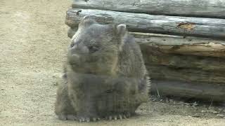 31才のワイン・ずっと元気でいてね🌸The world's oldest wombat Wine , Please live a long and healthy life【動くぬいぐるみ】